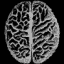 brain1.bmp